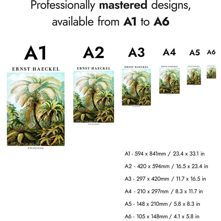 Animato - Wholesale Art Print - Ferns4