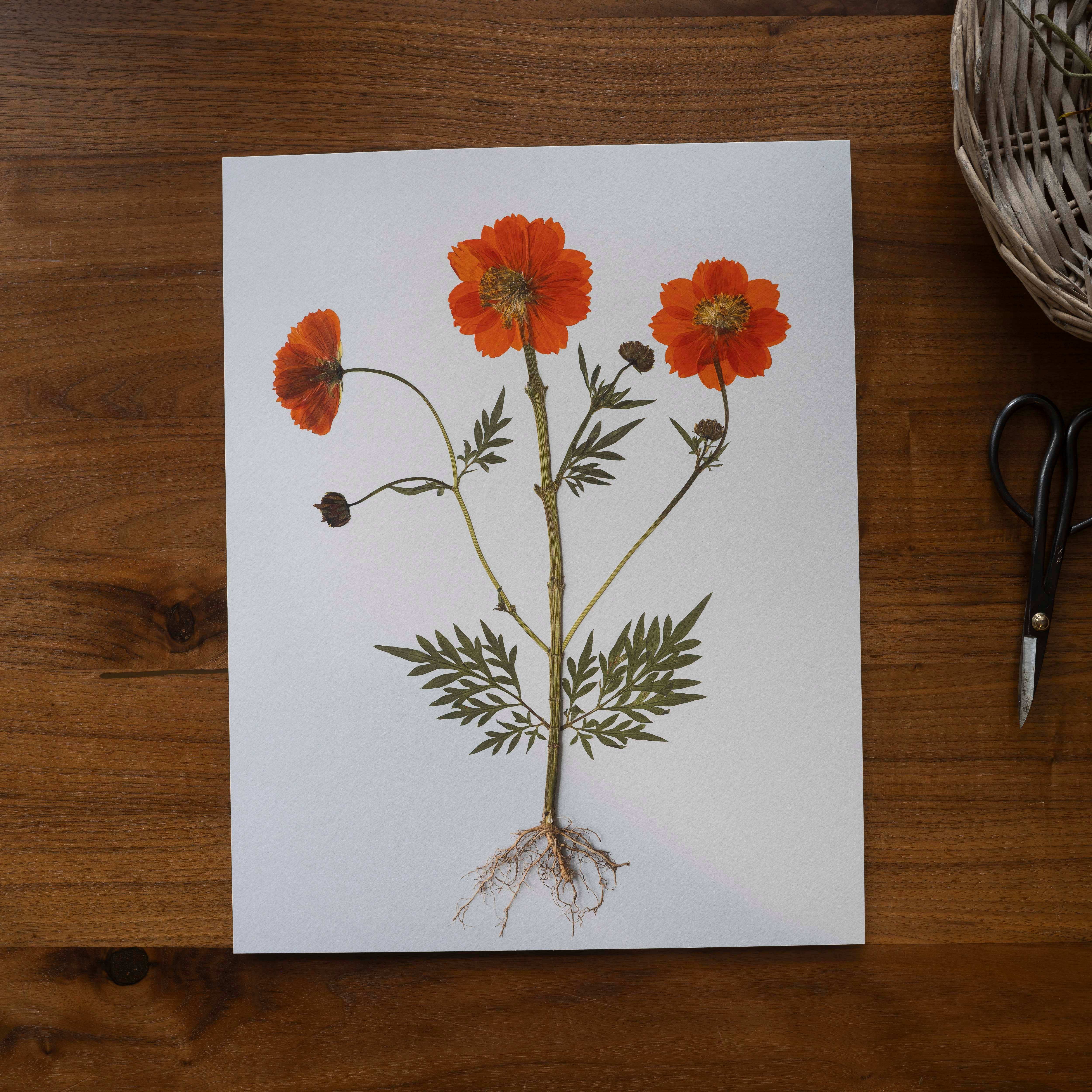Hope Steinle Pressed Flower Art - Wholesale Art Print - Root Series No. 42
