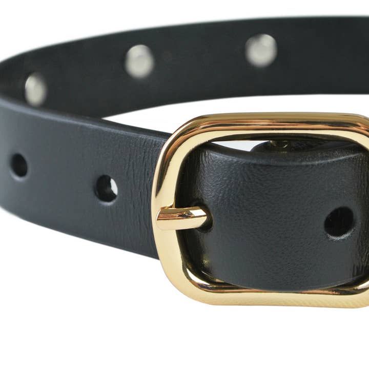 eye of dog - Wholesale Pet Collar - Dog - Lightning Bolt Collar1