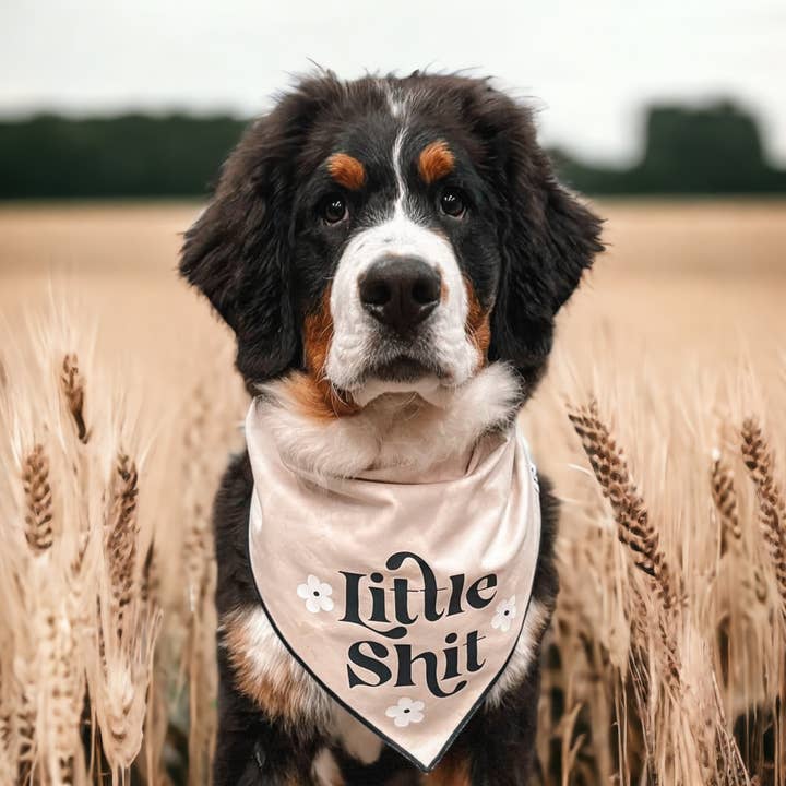 Boneyard Co. – wholesale Pet bandana – Dog – "Little Sh*t" Funny Sassy Dog Bandana, unique dog mom gifts4