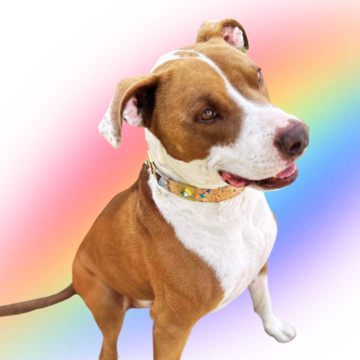 DIPHDA - Wholesale Pet Collar - Dog - Rainbow Pride Collar Charm Set2