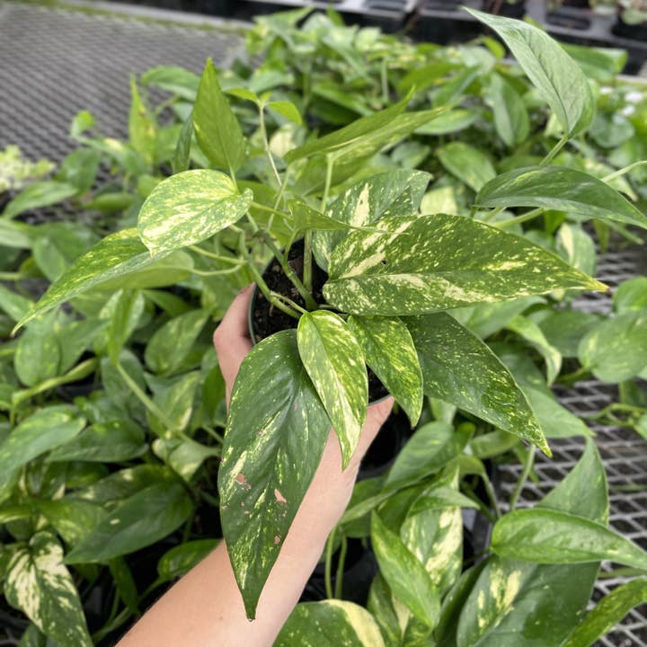 Thorsen's Greenhouse - Wholesale Live Plant - Epipremnum Pinnatum Neon - 4" Live Plant1