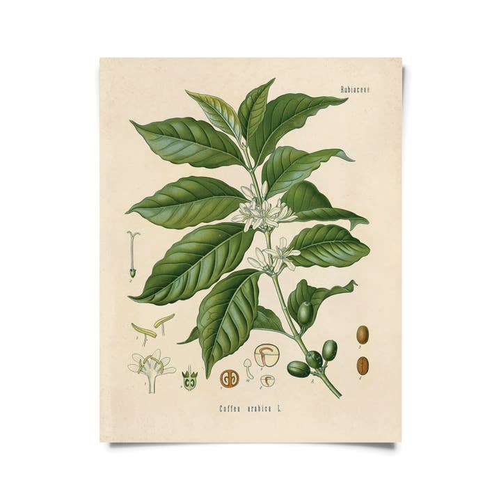 Vintage Botanical Coffee Plant Print w/ optional frame for wholesale by Curious Prints