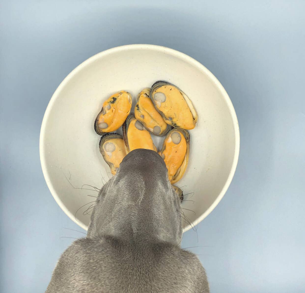 Canumi - Vendita all'ingrosso Cibo - Cani - Mitilo verde per cani7