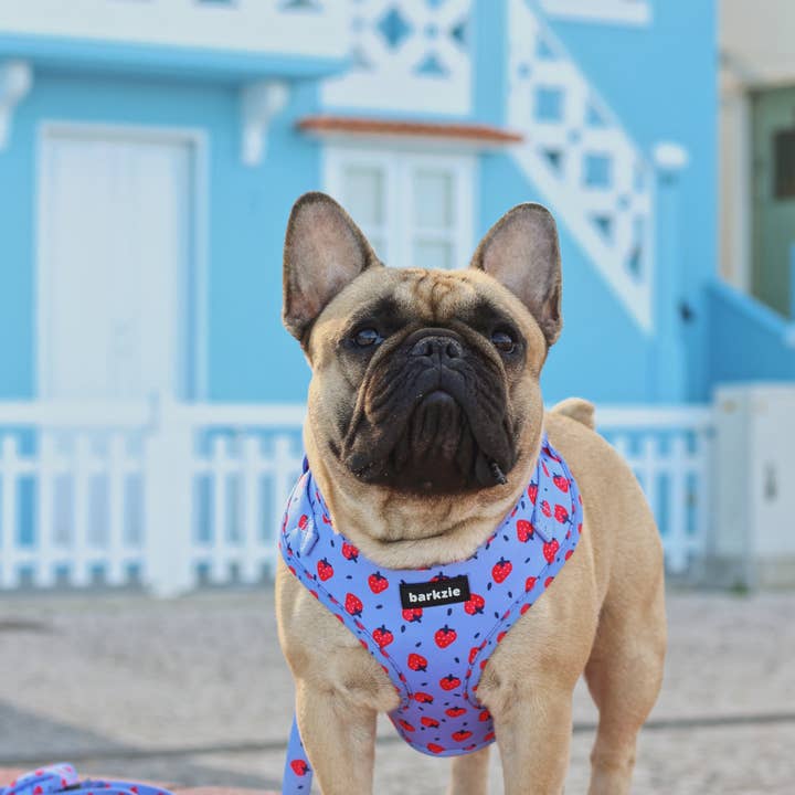 barkzie - Venta al por mayor Correa - Perros - Correa - Huelva