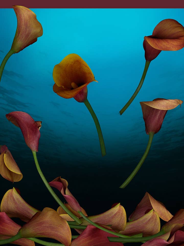 Calla Lily for wholesale by DiFiore New York