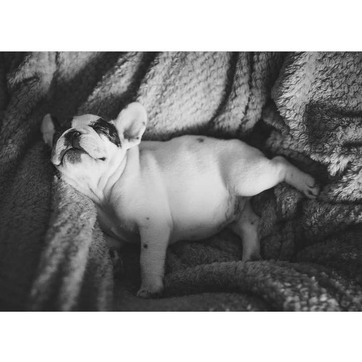 Dog Fast Asleep On Blanket for wholesale by Retrospect Greeting Cards