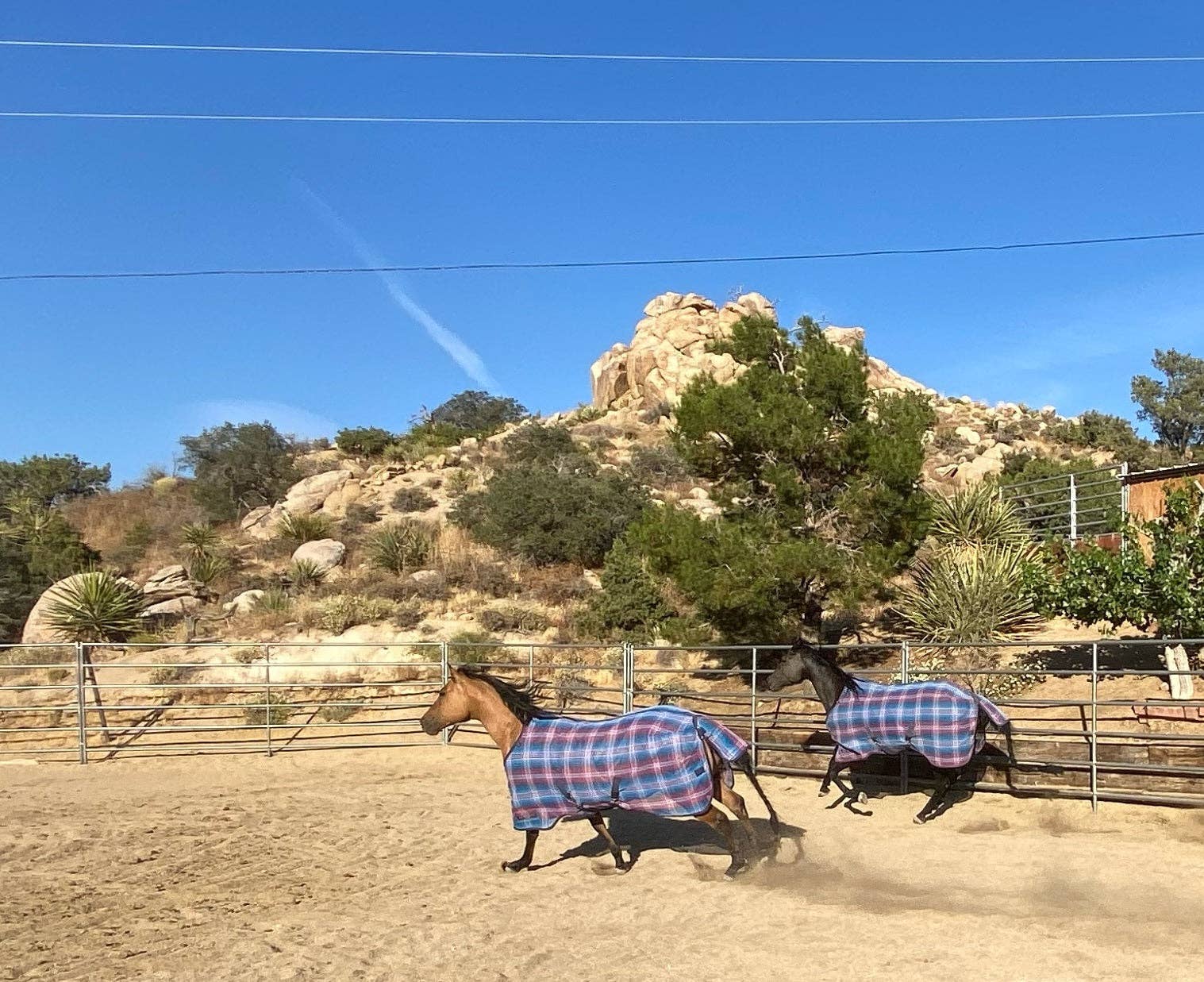 Kensington - Wholesale Horseback Riding Gear - 73% UV Horse Protective Fly Sheet SureFit® Designed for an ideal Fit10