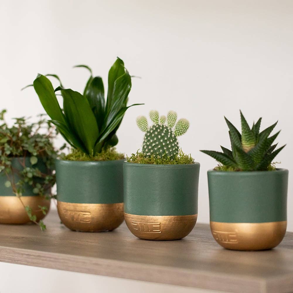 The Little Botanical - Wholesale Plant Pot - Indoor Metallic Dipped Pot/ Planter2