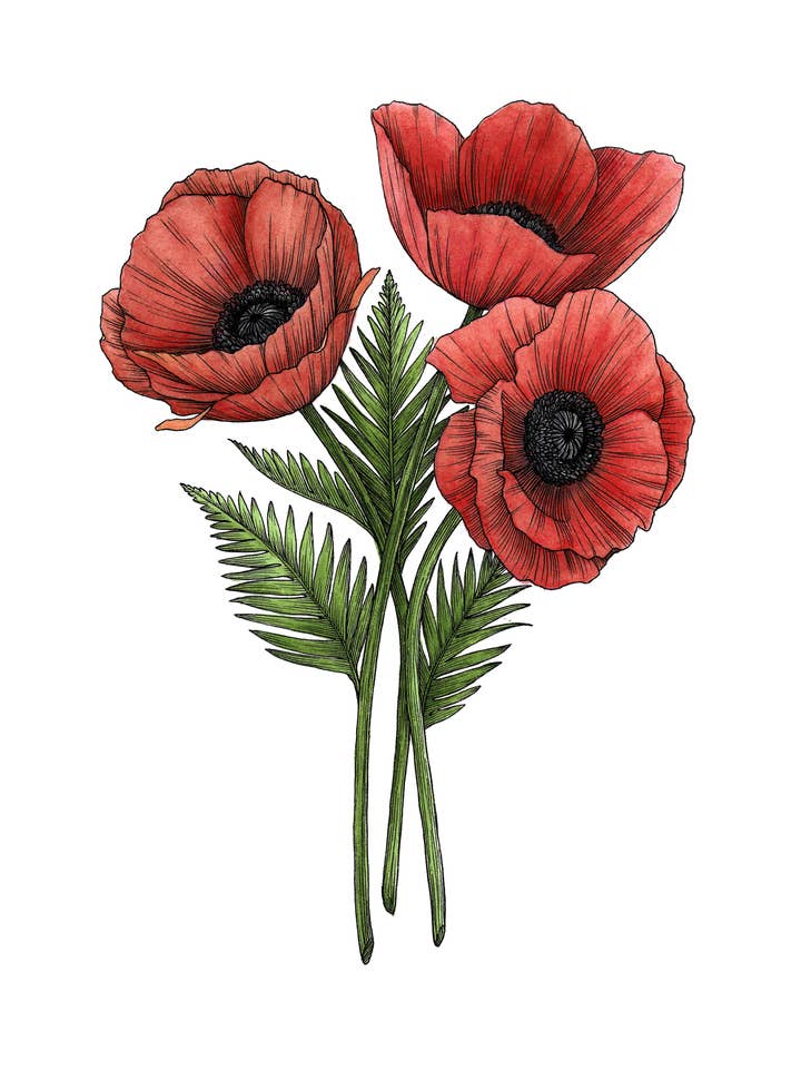 Red Poppies Botanical Art Print for wholesale by Kyla Rae Design