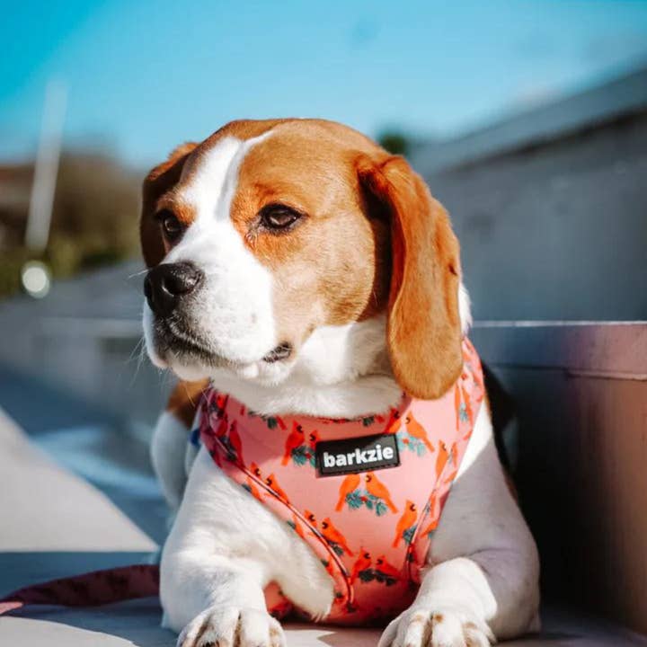 barkzie - Vente Harnais – chien - Harnais ajustable Santa Fe pour chien4