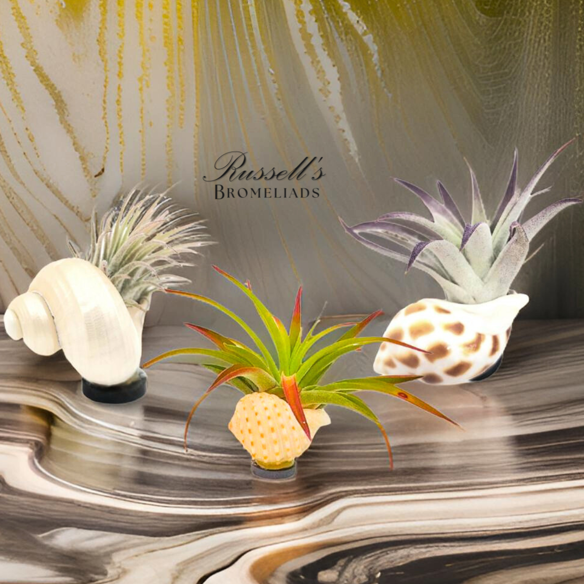 Russell's Bromeliads - Wholesale Live Plant - Magnet Shell with Air Plant0