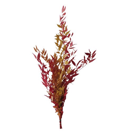 PRESERVED RUSCUS for wholesale by Concari.flores Preservadas