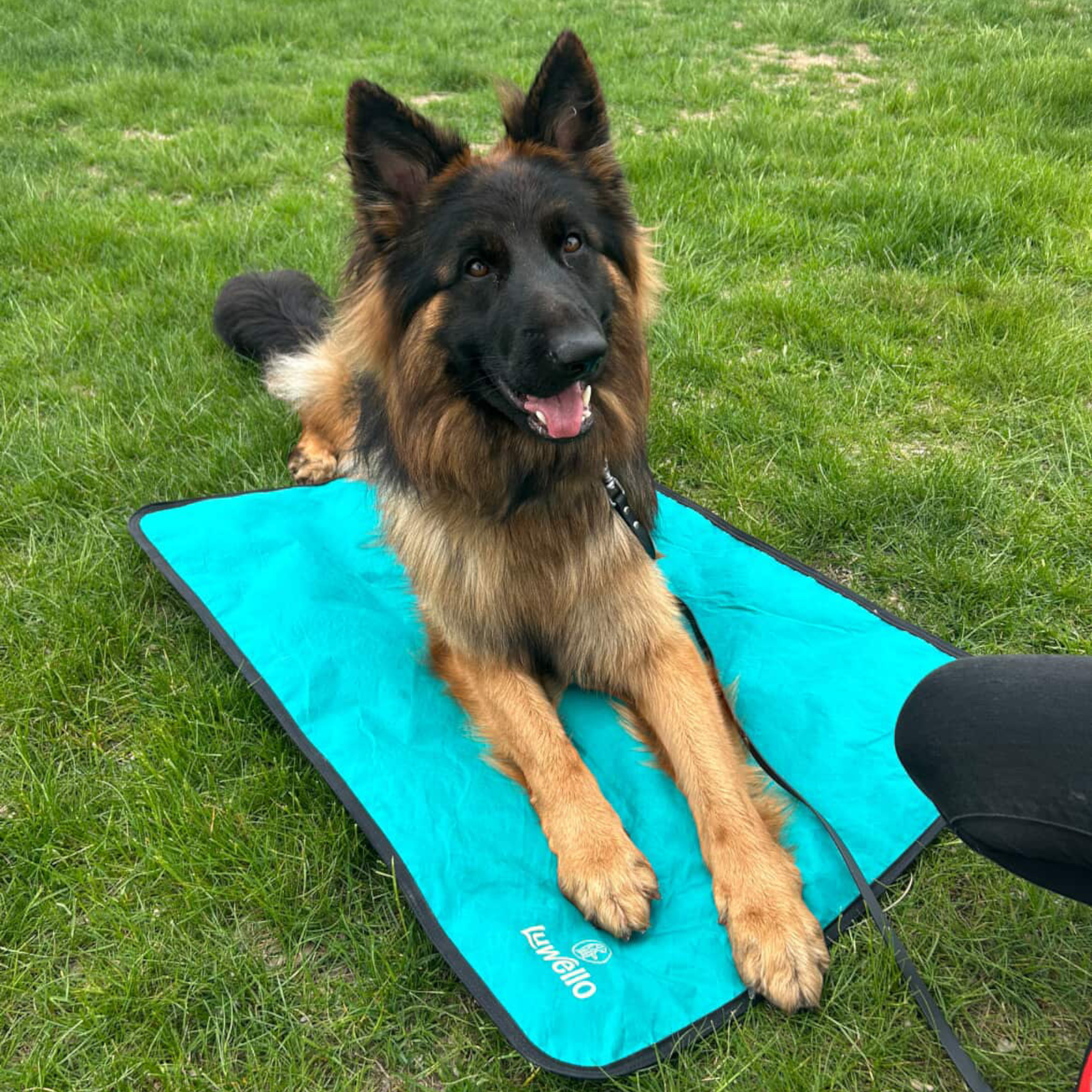 LUWELLO, LLC - Wholesale Pet Bed - Dog - Portable Dog Settle Mat20