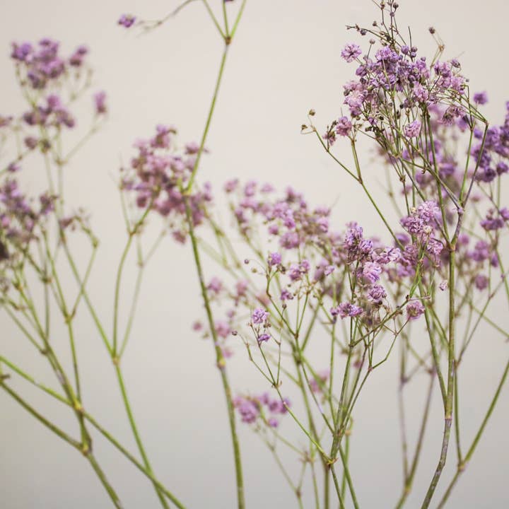 Wildestdreams.flowers - Wholesale Dried/Pressed Flowers - Dried Purple Gypsophila Baby's Breath flower bouquets 4