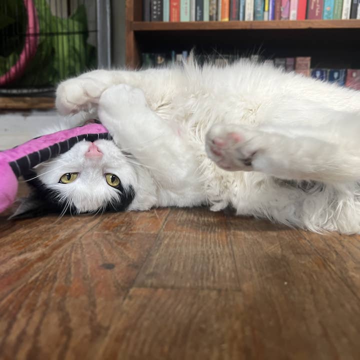 Doris Bizarro - Wholesale Pet Plush Toy - Dog - Pink Eye Jr.3