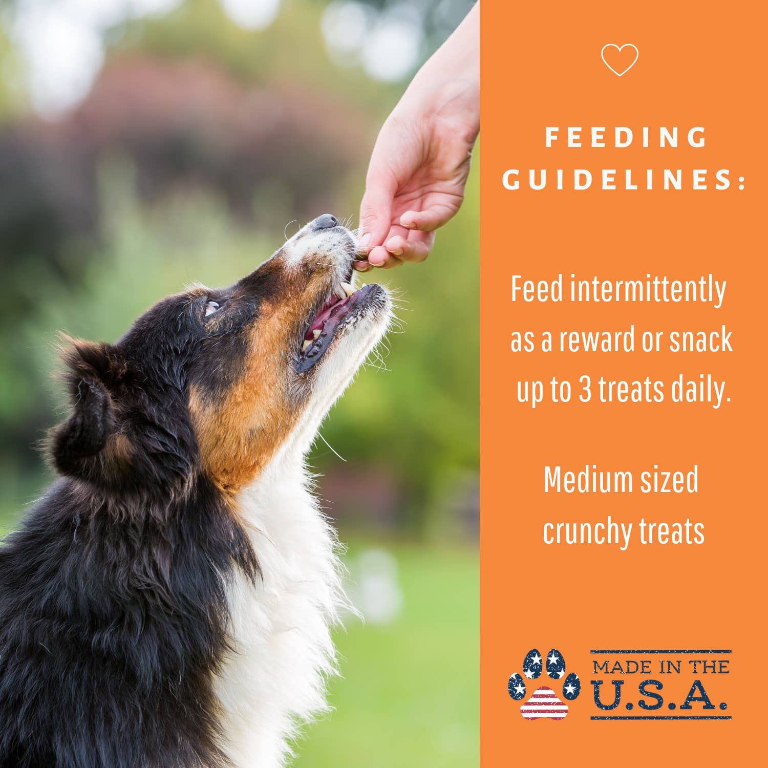 Dog Mamma's LLC - Wholesale Pet Treats - Dog - Organic Pumpkin Snaps Recipe - Gourmet Dog Treats 7