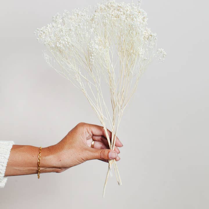 Idlewild Floral Co. - Wholesale Dried/Pressed Flowers - Preserved White Broom Bloom
