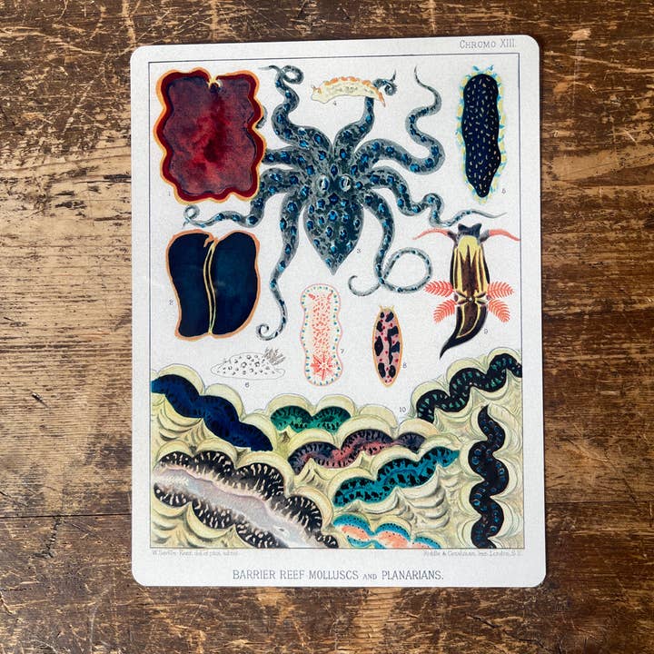 Targa da parete in metallo William Saville-Kent con grande barriera corallina per la vendita all'ingrosso da parte di The British Metal Signs Company