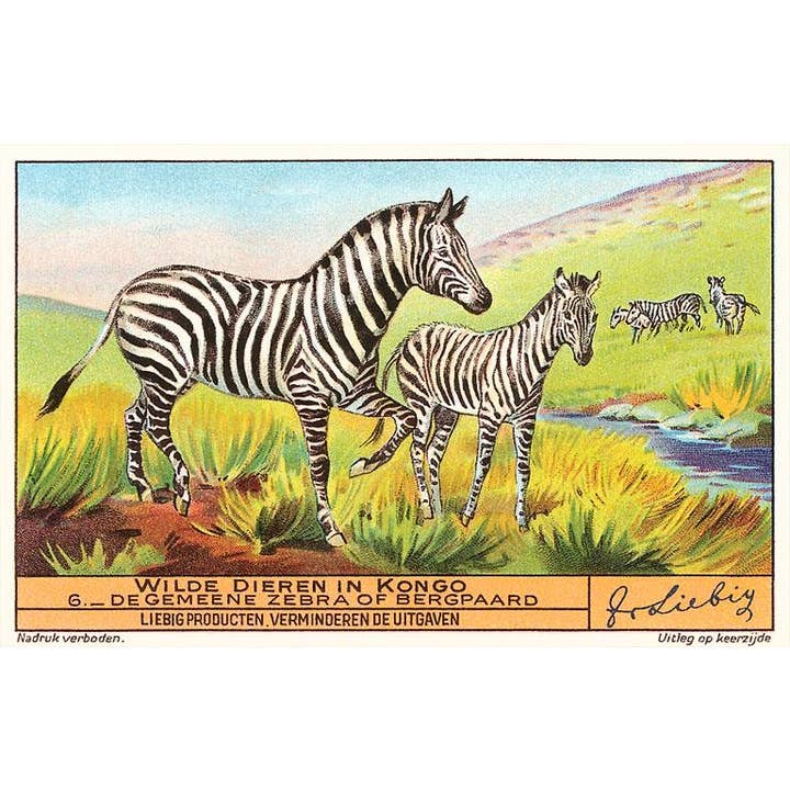 Found Image Press - Wholesale Magnet - Magnet AN-234 Zebras in the Congo