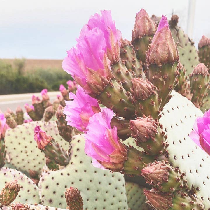 Naked Fig - Wholesale Bar Soap - Arizona Prickly Pear2