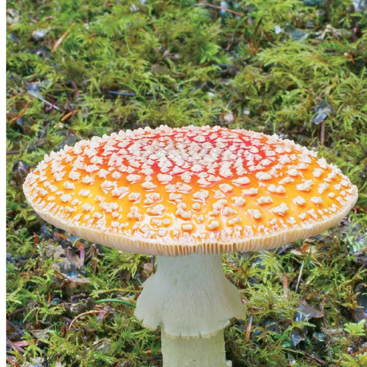 Quick Reference Publishing, Inc - Wholesale Nature & Outdoors - Mushrooms of Appalachia