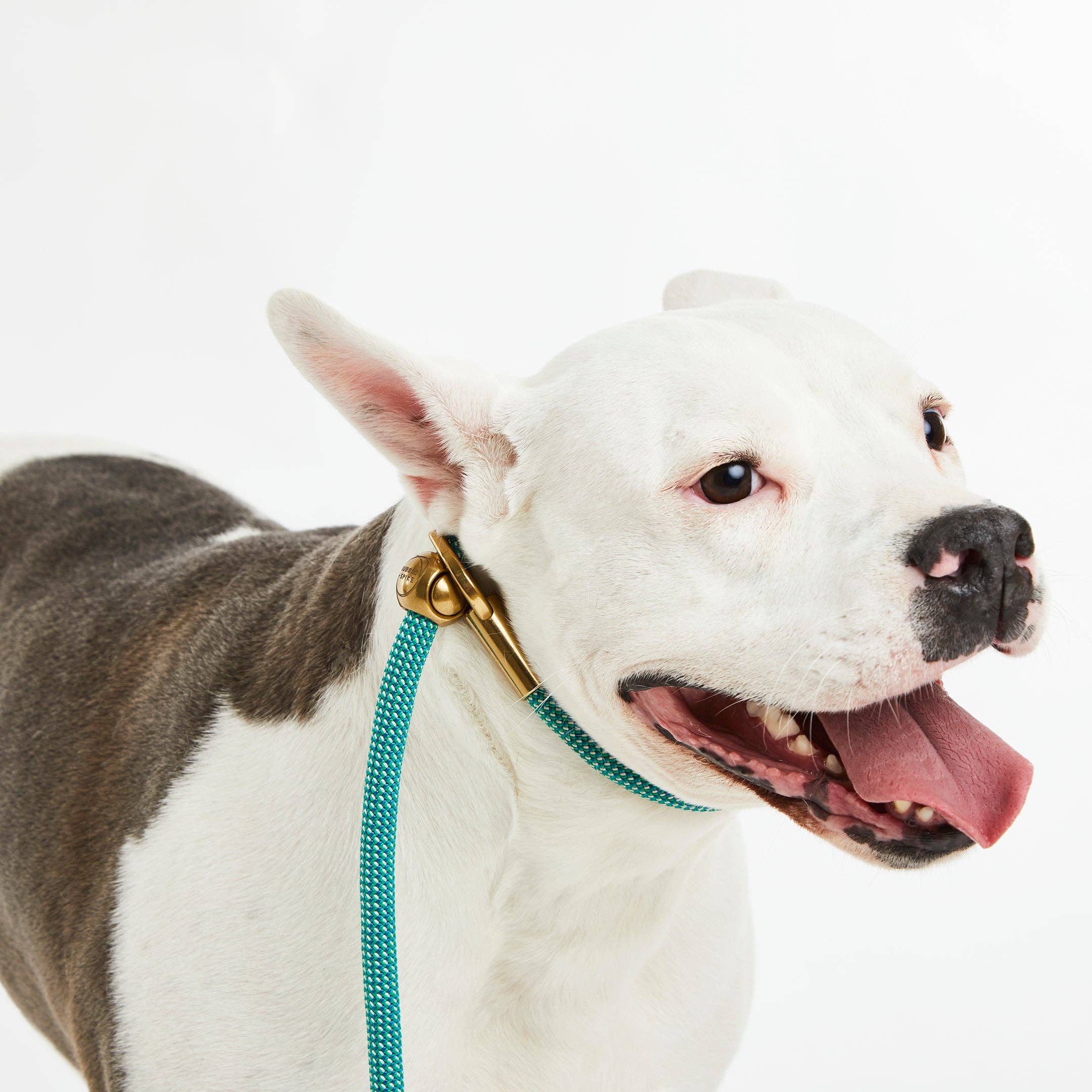 Bubble and Spike - Vendita all'ingrosso Guinzaglio - Cani - Guinzaglio Semplice Agave Confetti™1