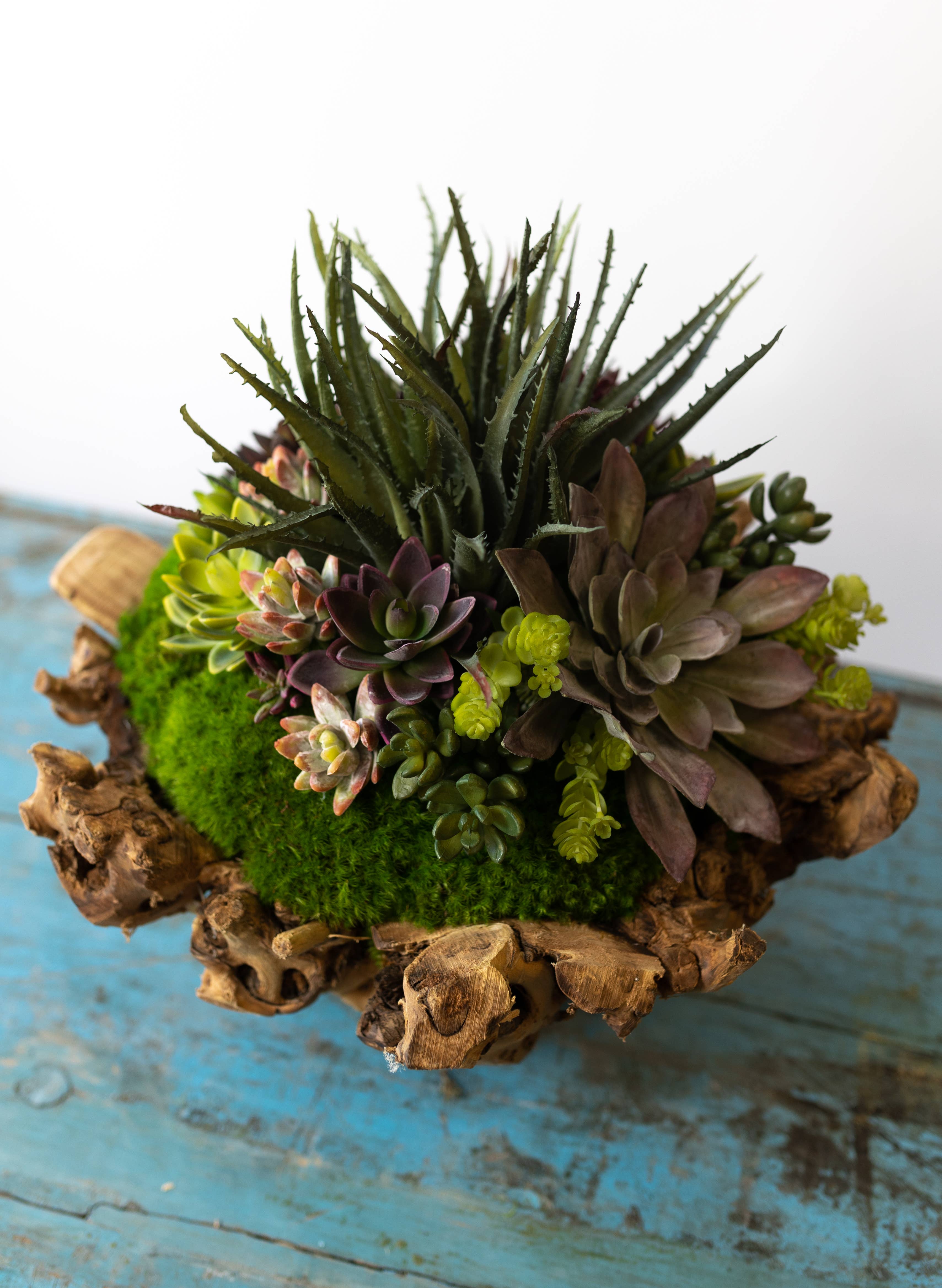 Forever Green Art – Engroshandel Sukkulenter – Branchy Succulent Bowl2