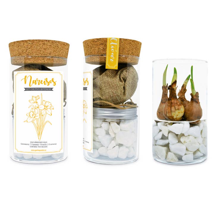 Garden Pocket - Wholesale Plant Seeds - UD-KIT CRYSTAL DAFFODILS3