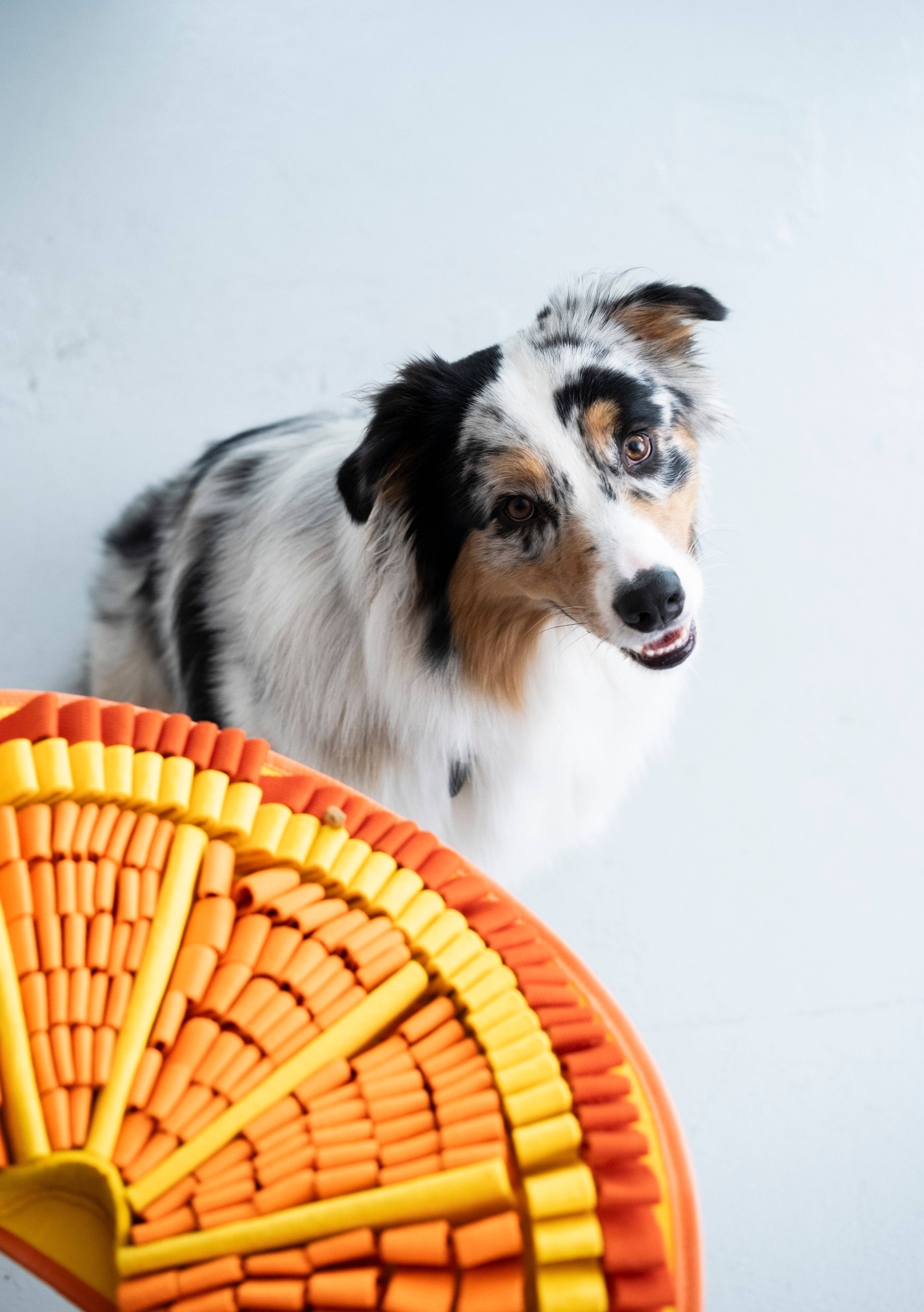 PawzNDogz – wholesale Pet food mat – Dog – Tangy Orange™ Snuffle Mat | Challenge Level 29