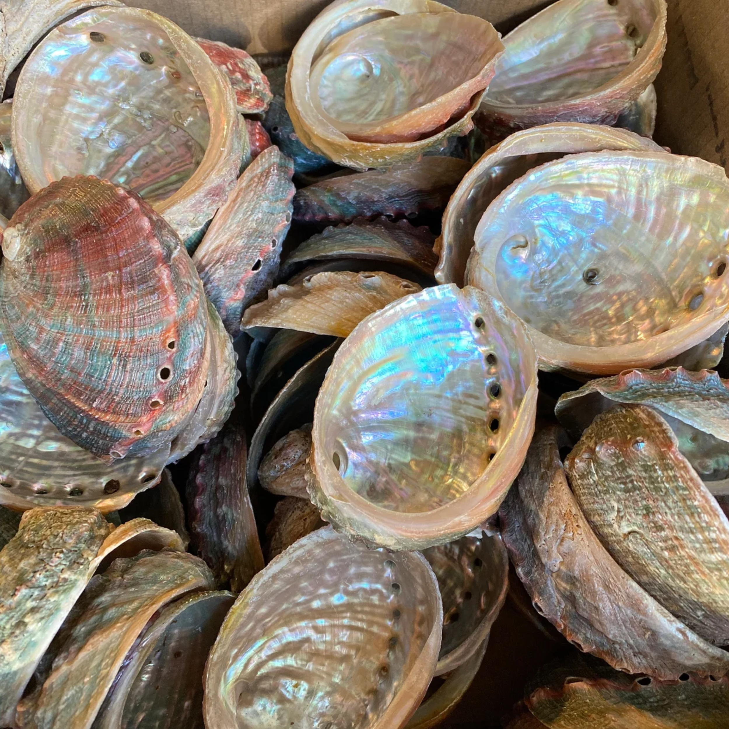 Orglamix - Wholesale Smudge Plate - Abalone Shell Dish | Paua Home Decor Smudging Healing Ritual4