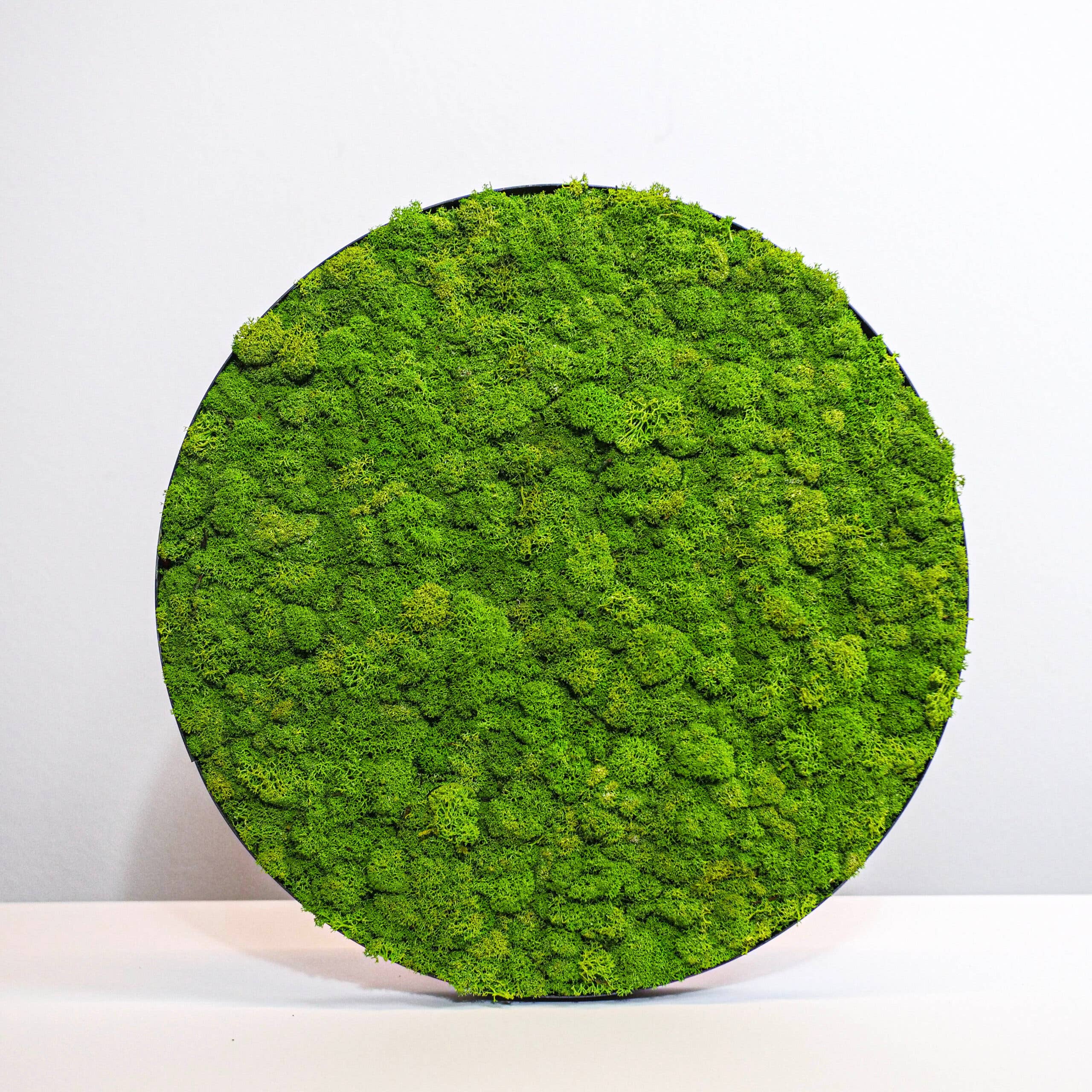 Mossroma - Wholesale Wall Accent - Green Circle: Reindeermoss1