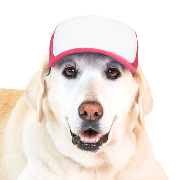 PupLid – wholesale Hatt - Hund – Blank Foam truckerkeps för hundar19