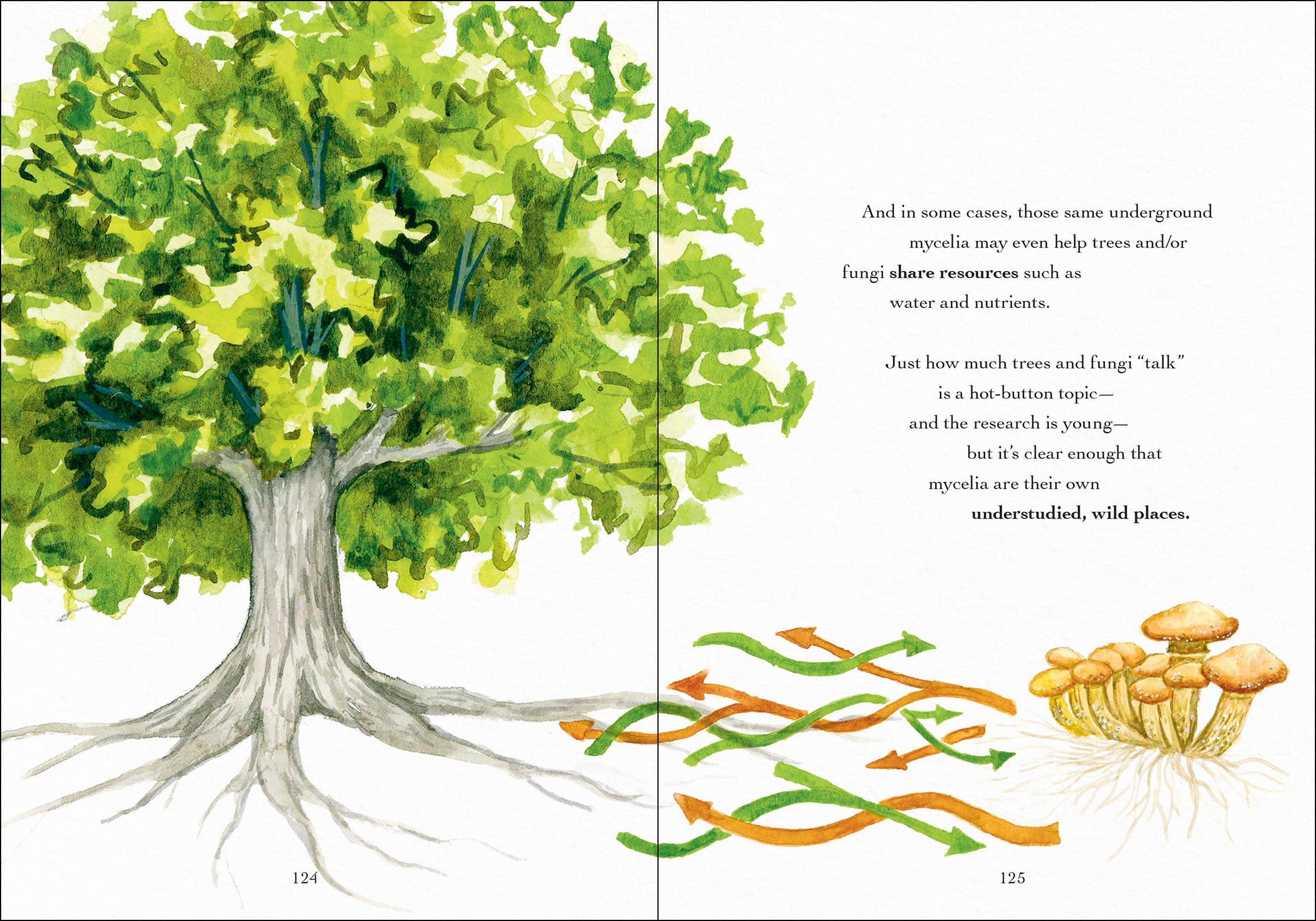 AdventureKEEN - Wholesale Nature & Outdoors - Wonder of Mushrooms5