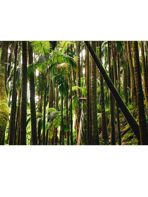 Hawái número 14 para venta al por mayor de Wilder California