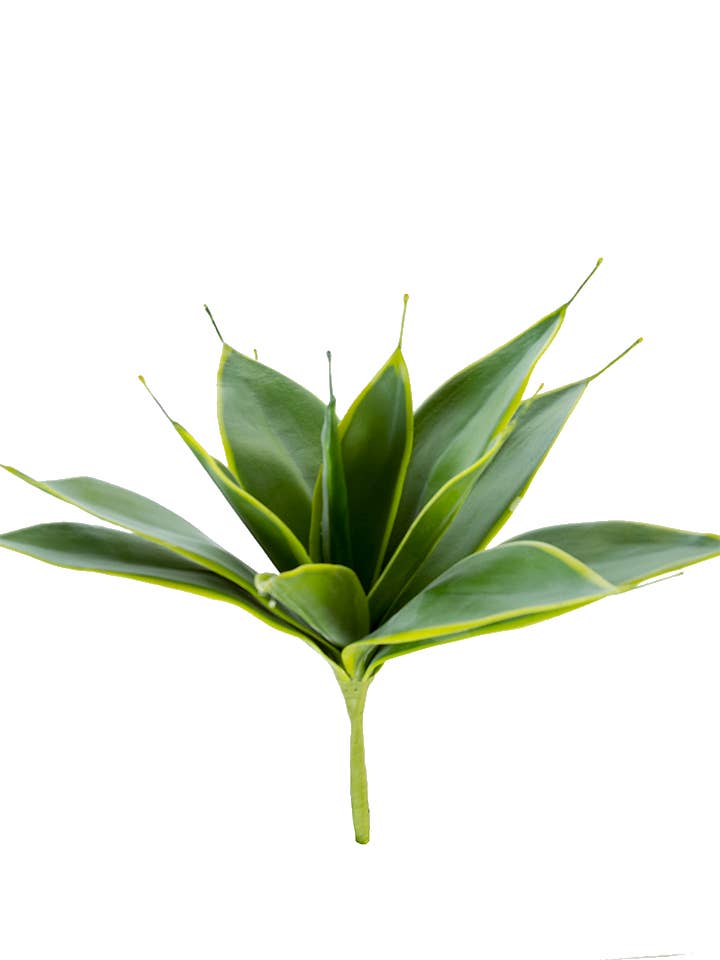 12" AGAVE VARIEGATA BUSH for wholesale by American Best