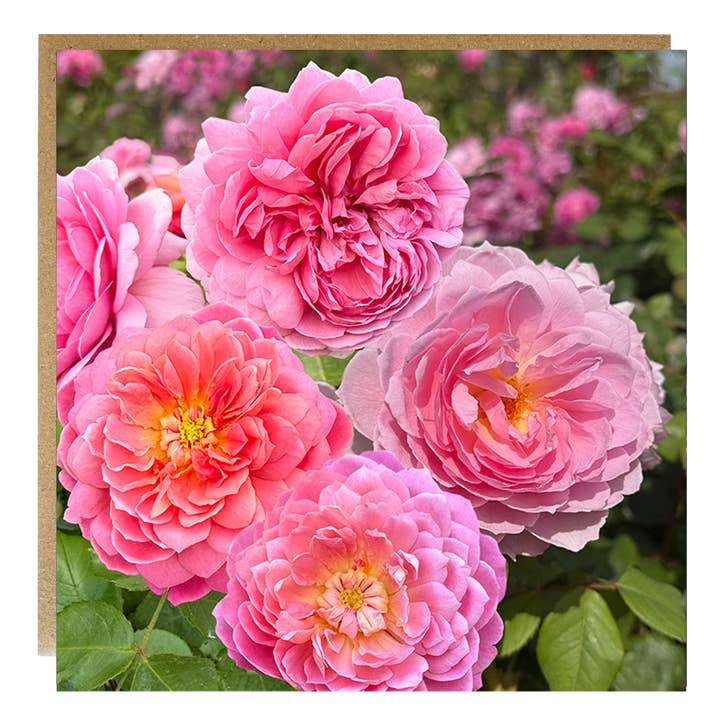 Pink roses greeting card - everyday floral card FC085 for wholesale by Alex Sharp