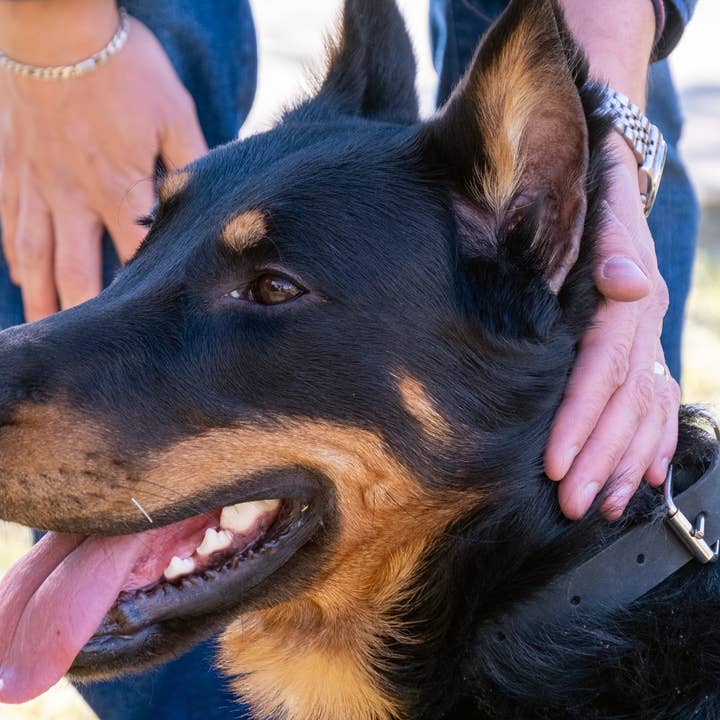 Euro-Dog Collars and Leads – Großhandel Haustierhalsband – Hund – Lederhundehalsband Weicher Zen-Stil Stahlverschluss5