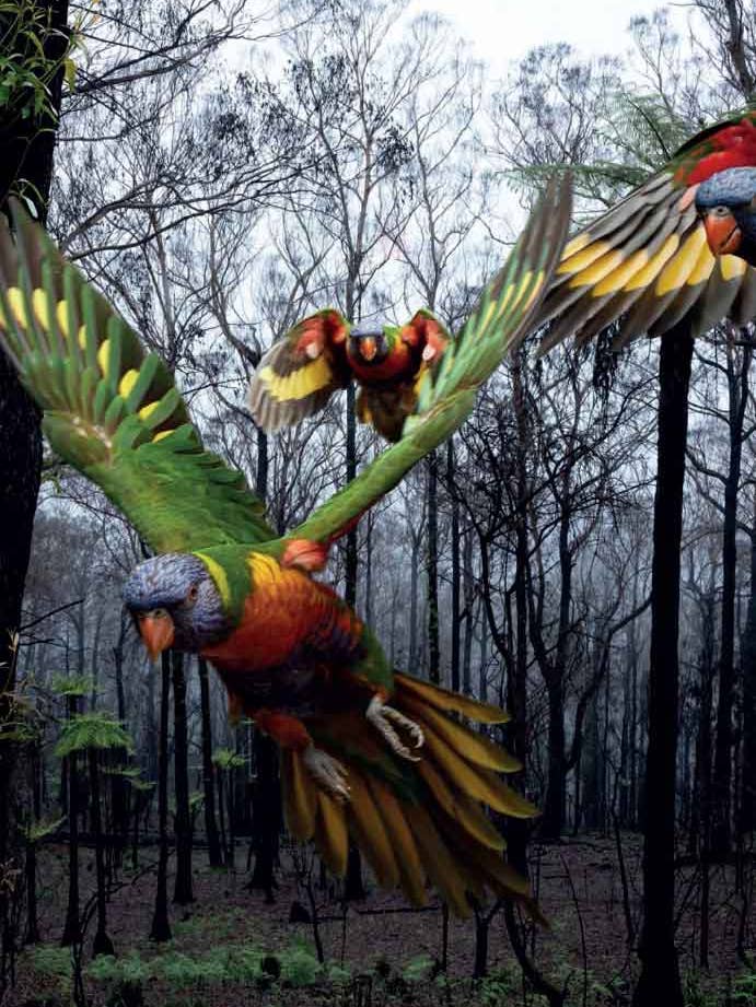 LORIKEETS for wholesale by spirit publishing pty ltd