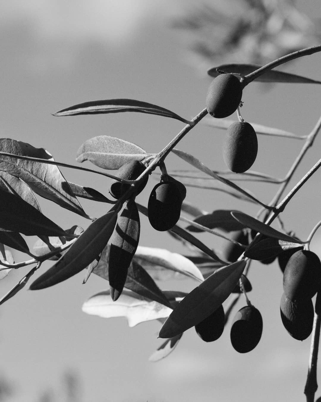 Le Marké - Wholesale Olive Oil - Organic Olive Oil / Case2