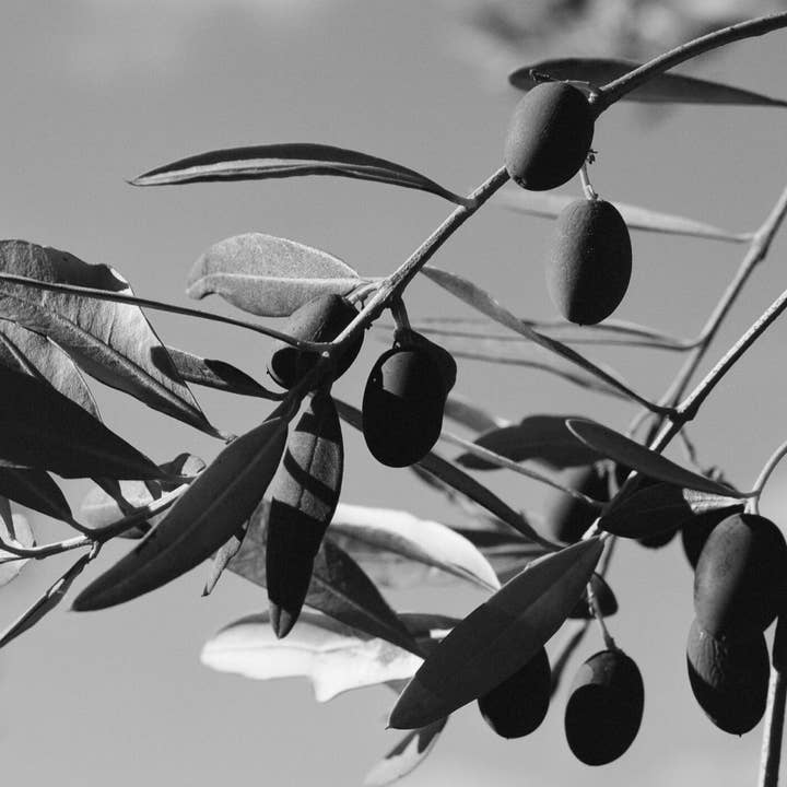 Le Marké - Wholesale Olive Oil - Organic Olive Oil / Case2