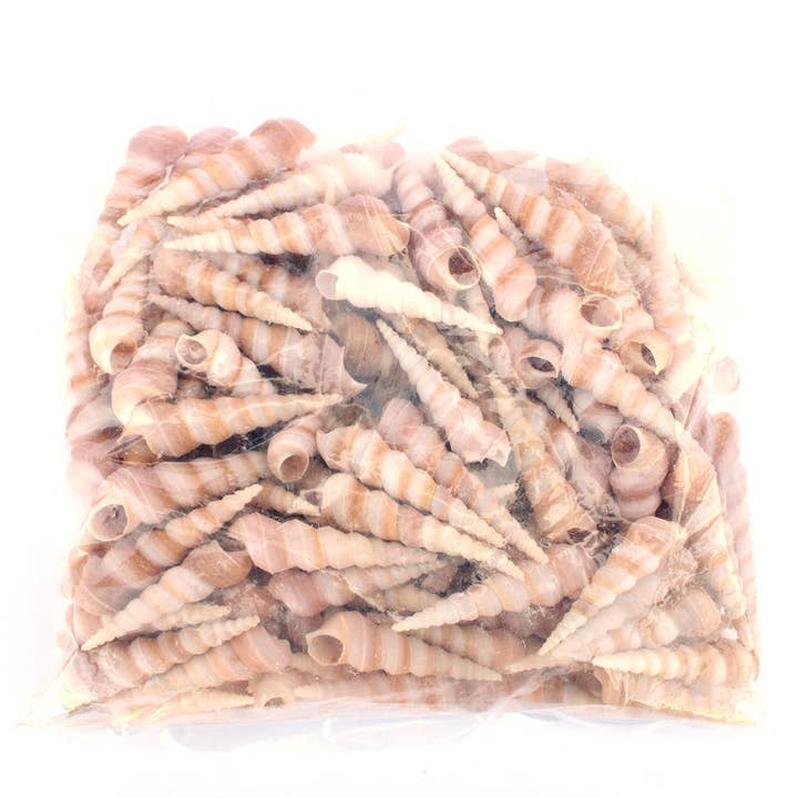 California Seashell Company - Wholesale Decorative Tabletop Object - Purple Terebra Turritella Craft Seashells2