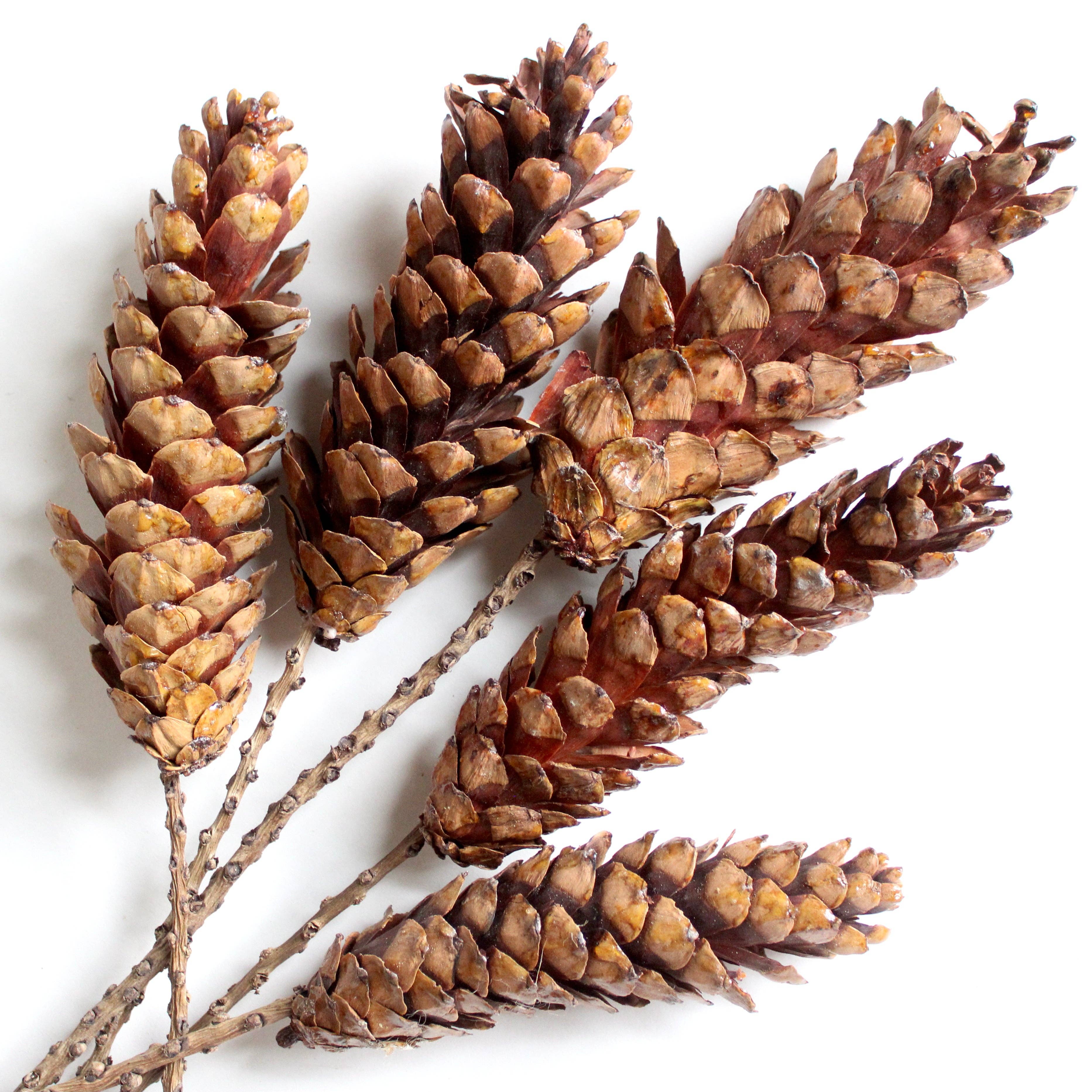 Natural Brown Strobus Pine Cone on Stem - Dried for wholesale on Faire1
