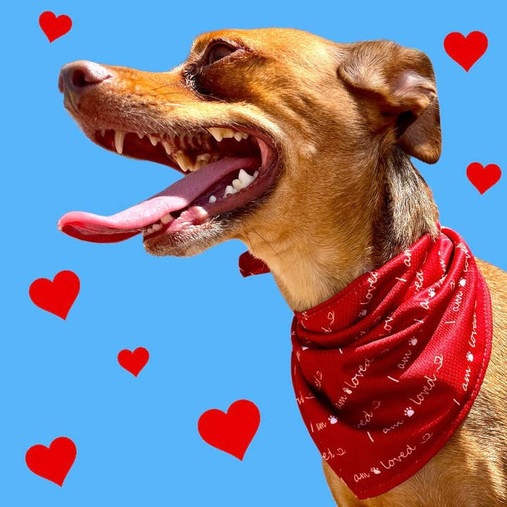 Giving Paws - Wholesale Pet Bandana - Dog - I am Loved Dog Bandana