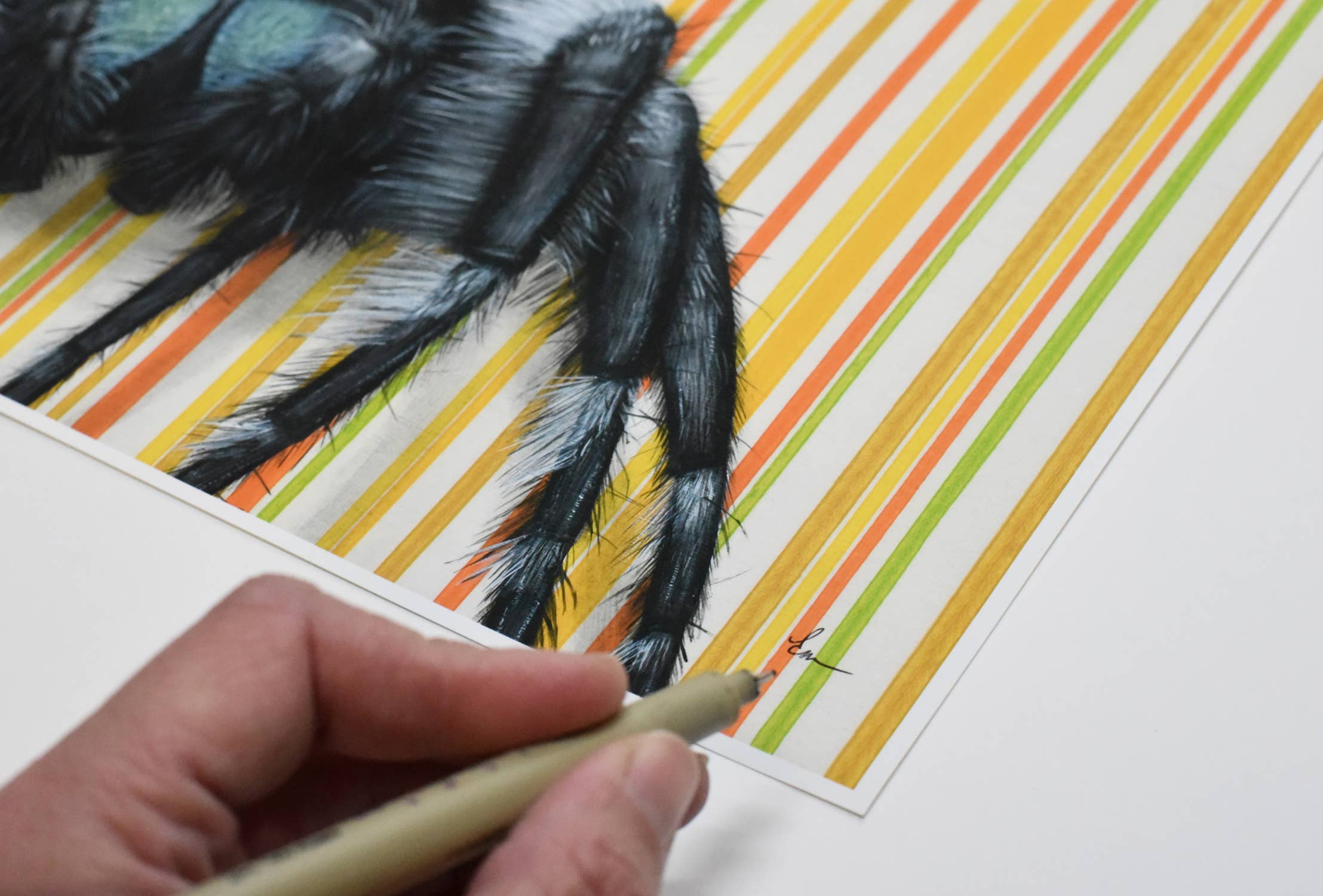 Emily Uchytil - Wholesale Art Print - Jumping Spider - Fine Art Print - Insect Illustration3