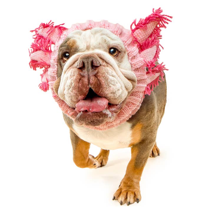 Axolotl Dog Snood for wholesale by Zoo Snoods
