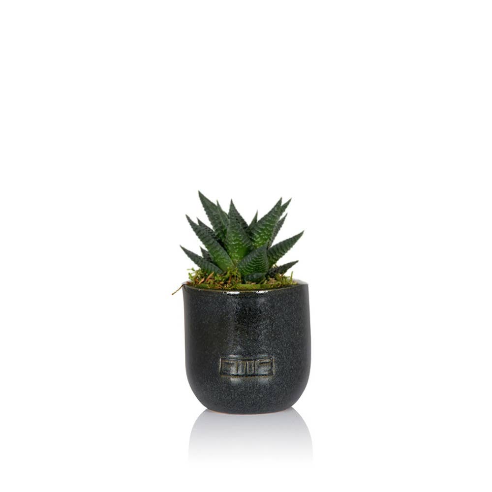 The Little Botanical - Wholesale Live Plant - Haworthia in Ceramic Pot for Indoor Décor1