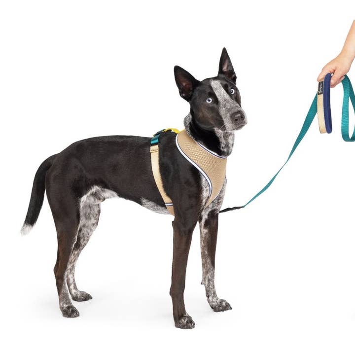Gold Paw Series - Wholesale Pet Harness - Dog - Featherweight Air Harness