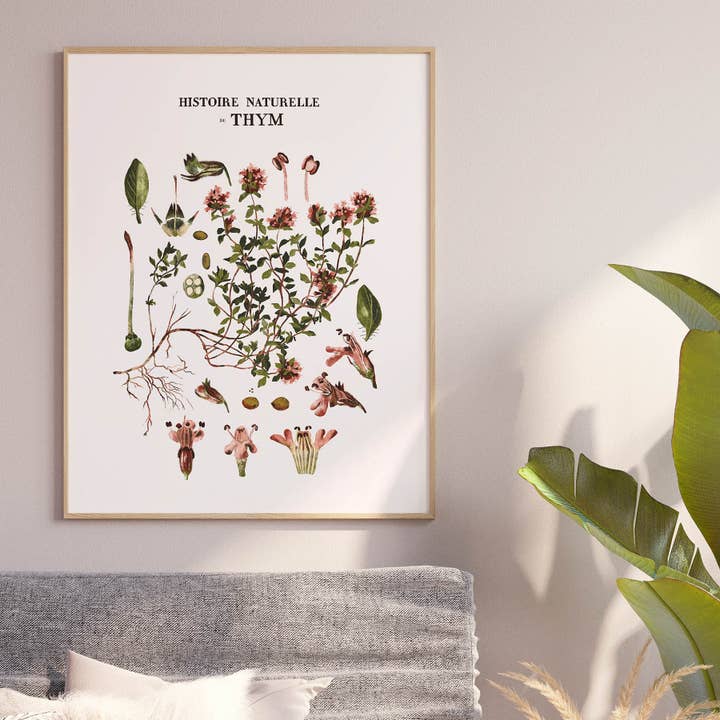 Storia naturale del timo per la vendita all'ingrosso da parte di Maison Chapal