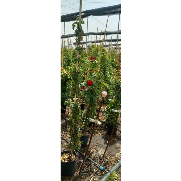 Rote Kletterrose für den Großhandel von VIVERCID